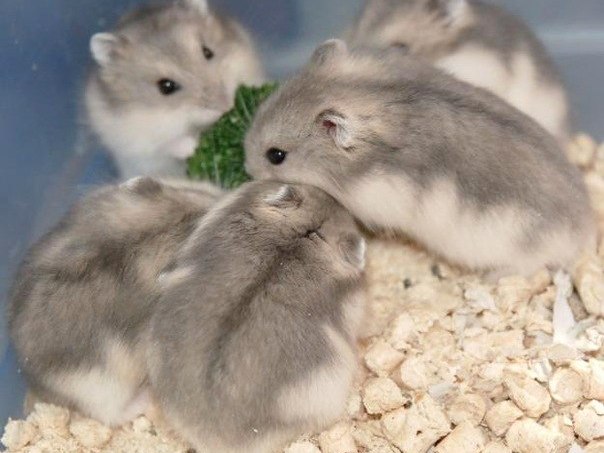 Породы хомяков | ЗооТом - продажа, вязка и услуги для животных в Бронницах