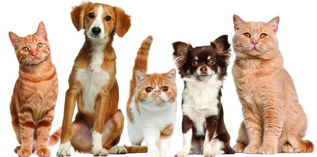 Доска объявлений о животных | ЗооТом - продажа, вязка и услуги для животных в Бронницах
