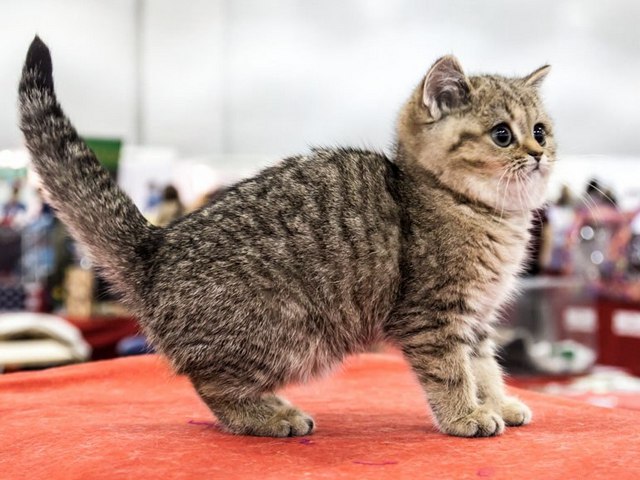 Породы кошек в Бронницах | ЗооТом портал о животных
