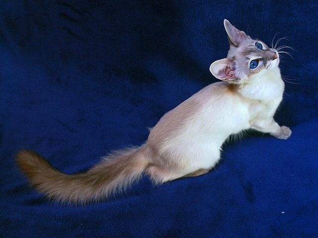 Выведенные породы кошек в Бронницах | ЗооТом портал о животных
