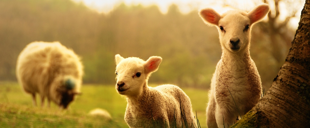Объявления о сельскохозяйственных животных | ЗооТом - продажа, вязка и услуги для животных в Бронницах