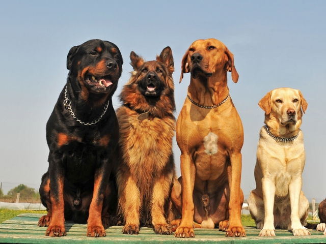 Крупные породы собак в Бронницах | ЗооТом портал о животных